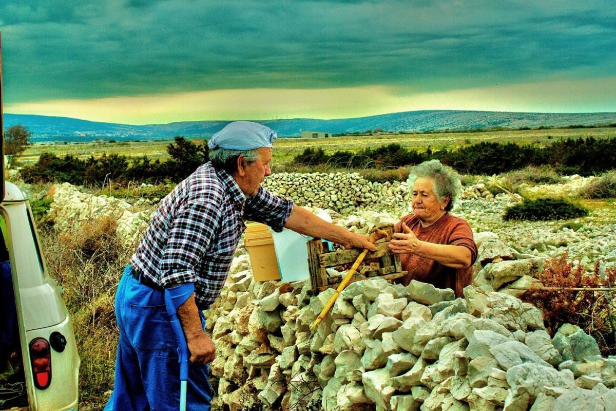 The Heritage of Pag Cheesemaking: How Bura, Sheep, and Man Carved a Legend