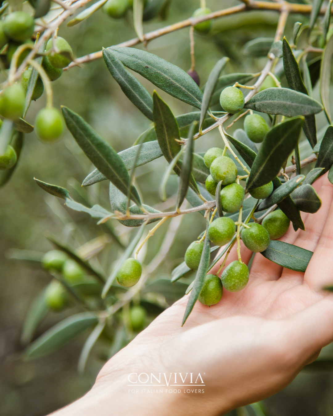Olive di campagna denocciolate, 280 g