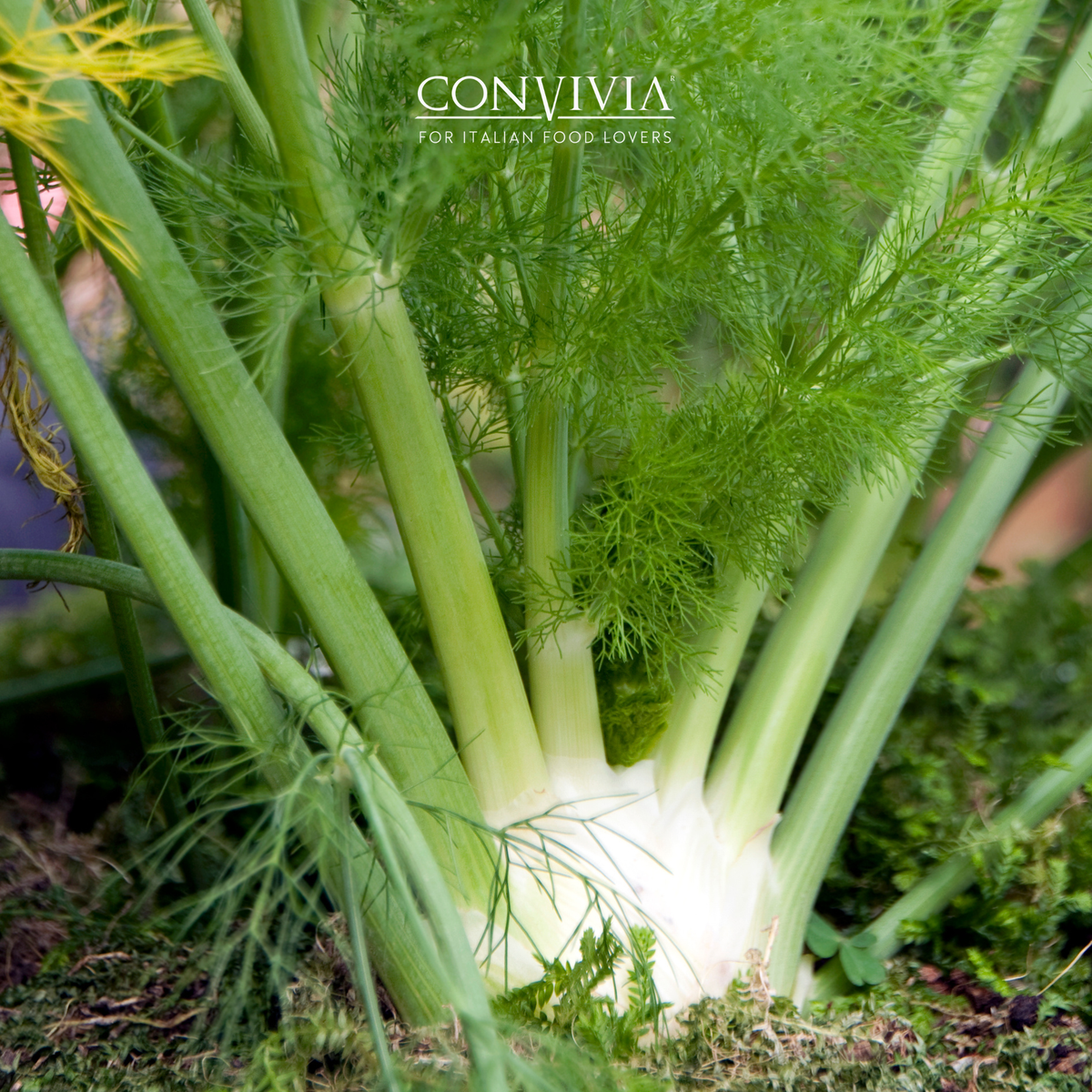 Organic wild fennel pesto 190g