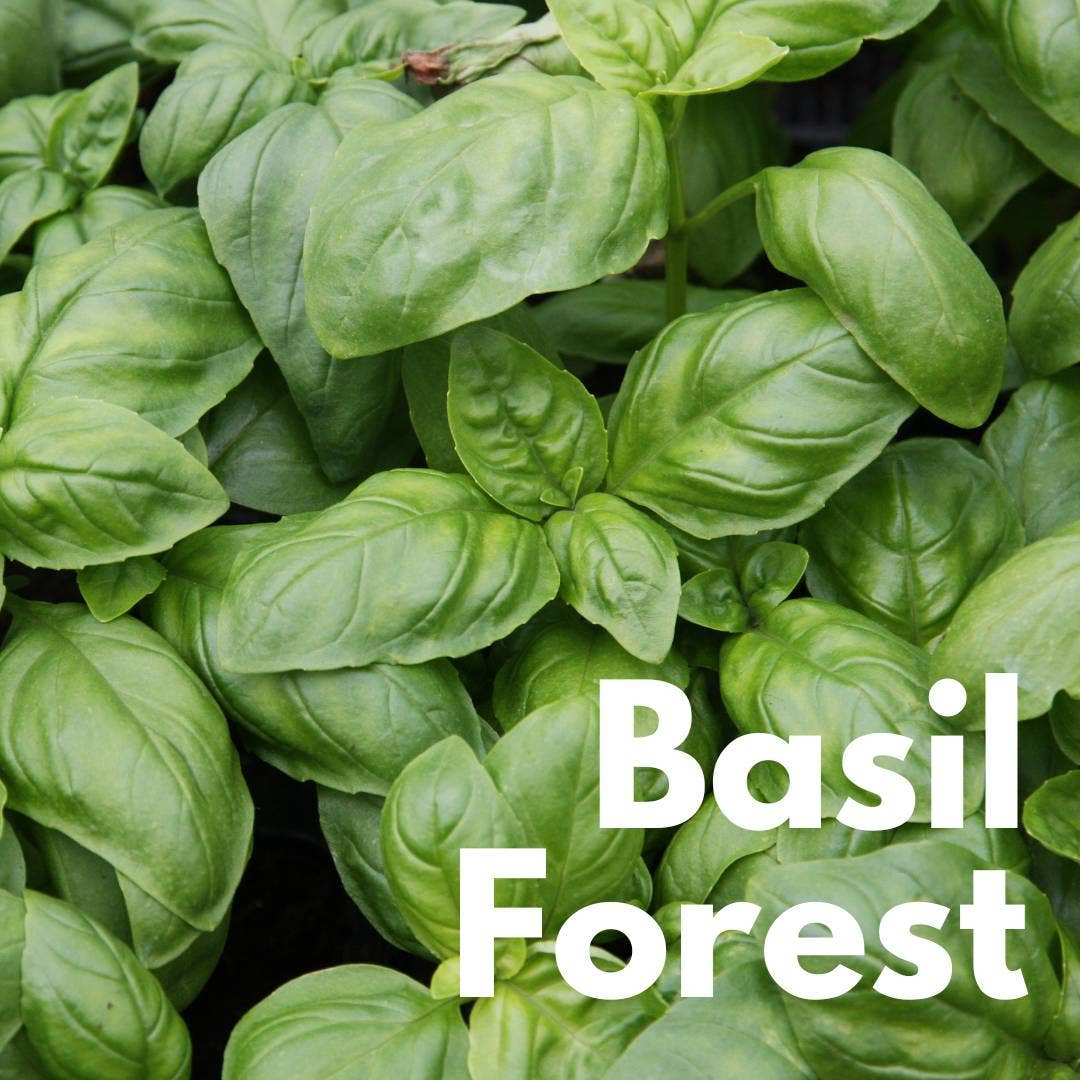 Pesto di basilico siciliano BIO, 190 g